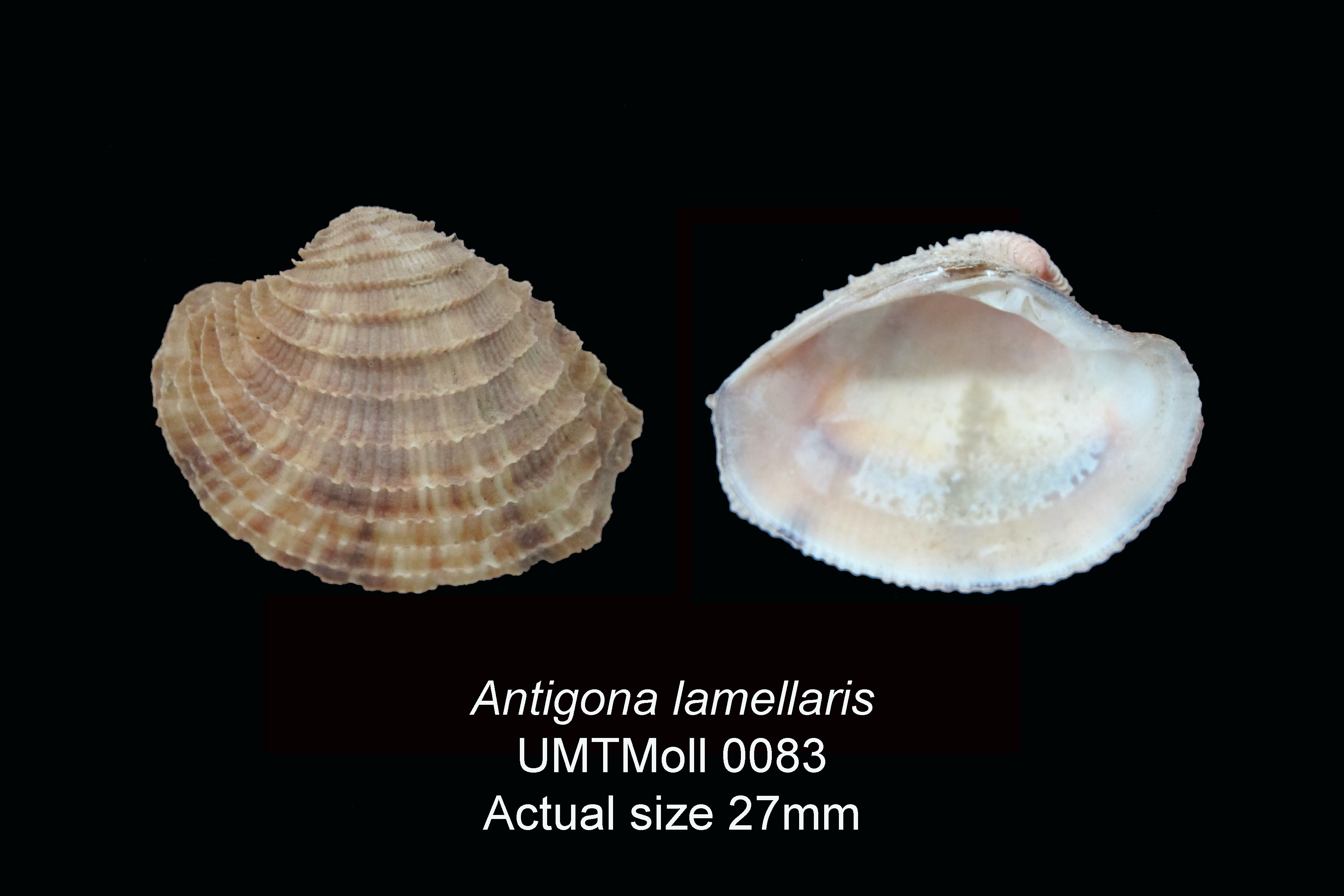 Specimen image